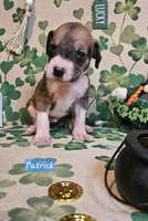 Patrick, a male Great Dane for sale in Brainerd, MN – Photo 1 of 8