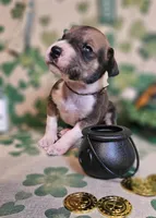 Patrick, a male Great Dane for sale in Brainerd, MN – Photo 3 of 8