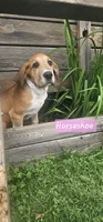 Horseshoe - female, a female Great Dane for sale in Brainerd, MN – 3 of 10