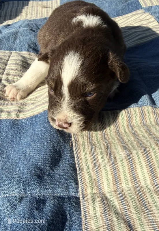 Peach  – Australian Shepherd puppy for sale in Claremore, OK