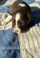 Peach , a female Australian Shepherd for sale in Claremore, OK – 1 of 1
