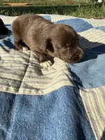 Augustus , a male Australian Shepherd for sale in Claremore, OK – 1 of 1