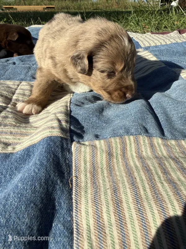 Jake – Australian Shepherd puppy for sale in Claremore, OK