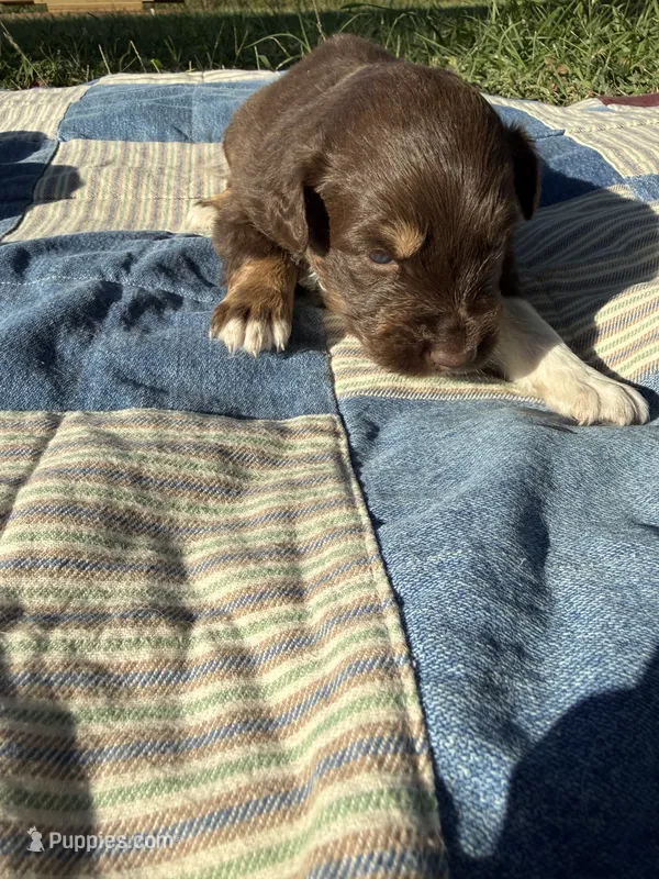 Woodrow  – Australian Shepherd puppy for sale in Claremore, OK