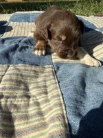 Woodrow , a male Australian Shepherd for sale in Claremore, OK – 1 of 1