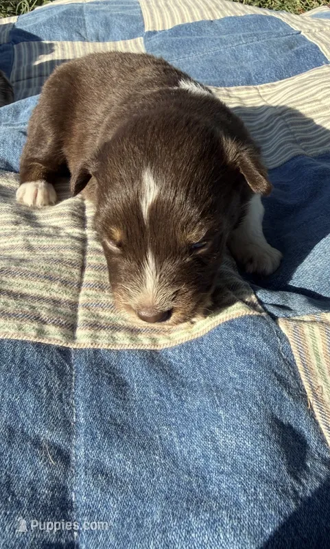 Lorie – Australian Shepherd puppy for sale in Claremore, OK