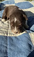 Lorie, a female Australian Shepherd for sale in Claremore, OK – 1 of 1
