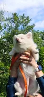 Ben, a male Pomeranian for sale in Philadelphia, PA – 1 of 3