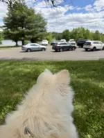 Ben, a male Pomeranian for sale in Philadelphia, PA – 2 of 3