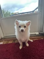 Ben, a male Pomeranian for sale in Philadelphia, PA – 2 of 3