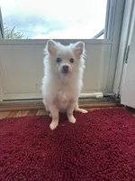Ben, a male Pomeranian for sale in Philadelphia, PA – 3 of 3