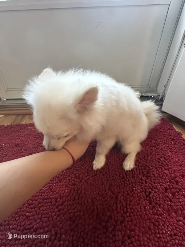 Ben – Pomeranian puppy for sale in Philadelphia, PA