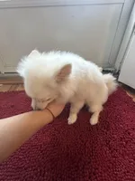 Ben, a male Pomeranian for sale in Philadelphia, PA – 1 of 3