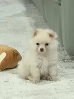 Honey, a male Pomeranian for sale in Philadelphia, PA – Photo 4 of 4