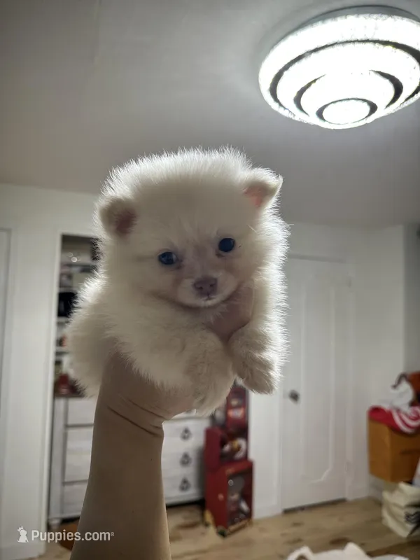 Honey, a male Pomeranian for sale in Philadelphia, PA – Photo 1 of 4