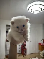 Honey, a male Pomeranian for sale in Philadelphia, PA – Photo 1 of 4