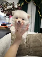 Honey, a male Pomeranian for sale in Philadelphia, PA – Photo 2 of 4