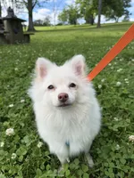 Ben, a male Pomeranian for sale in Philadelphia, PA – 3 of 3