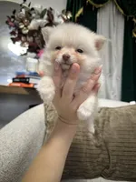 Honey, a male Pomeranian for sale in Philadelphia, PA – Photo 2 of 3