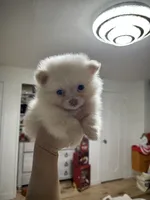 Honey, a male Pomeranian for sale in Philadelphia, PA – Photo 1 of 3