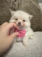 Honey, a male Pomeranian for sale in Philadelphia, PA – Photo 3 of 3