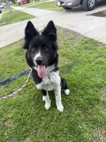 Xena, a female Border Collie for sale in Lakewood, CA – Photo 1 of 3