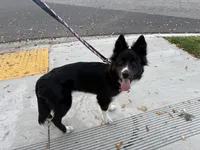 Xena, a female Border Collie for sale in Lakewood, CA – Photo 3 of 3