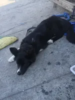 Xena, a female Border Collie for sale in Lakewood, CA – Photo 2 of 3