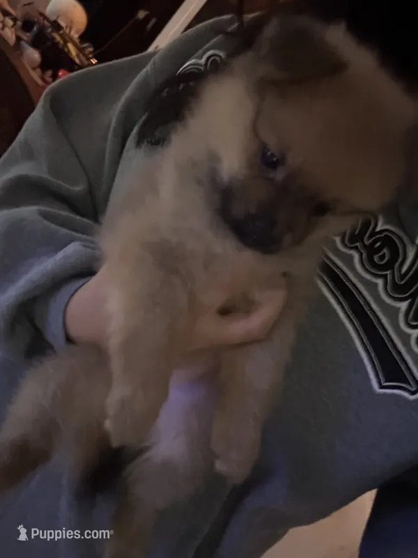No name – Pomeranian puppy for sale in Sacramento, CA