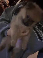 No name, a female Pomeranian for sale in Sacramento, CA – 1 of 1