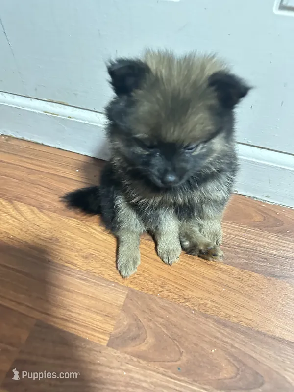 N/A – Pomeranian puppy for sale in Sacramento, CA