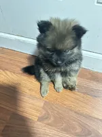 N/A, a male Pomeranian for sale in Sacramento, CA – 1 of 1