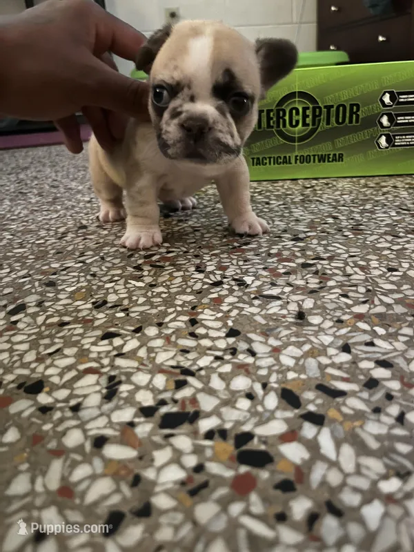 Rebel  – French Bulldog puppy for sale in Palatka, FL