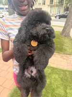 Mason, a male Cockapoo for sale in Jonesboro, GA – 2 of 5