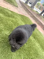 Mason, a male Cockapoo for sale in Jonesboro, GA – 4 of 5