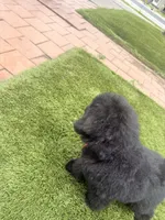 Mason, a male Cockapoo for sale in Jonesboro, GA – 5 of 5