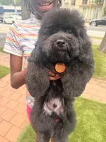 Mason, a male Cockapoo for sale in Jonesboro, GA – 3 of 5