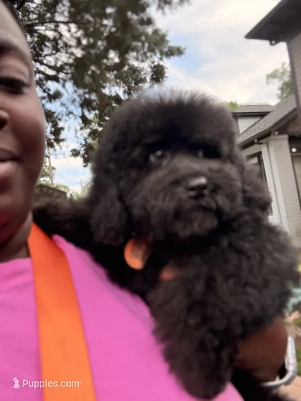Mason – Cockapoo puppy for sale in Jonesboro, GA