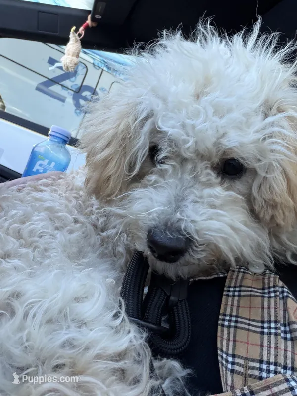 Doudou, a male Poodle - Standard  for sale in Irvine, CA – Photo 1 of 2