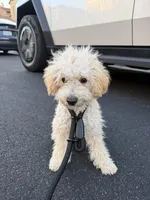 Doudou, a male Poodle - Standard  for sale in Irvine, CA – Photo 2 of 2