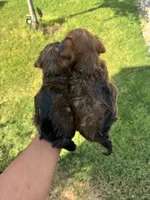 Bailey, a male Yorkshire Terrier for sale in Converse, TX – 9 of 9