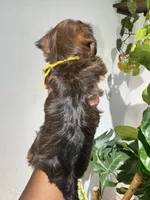Bailey, a male Yorkshire Terrier for sale in Converse, TX – 2 of 9