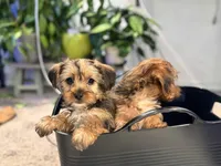 Bailey, a male Yorkshire Terrier for sale in Converse, TX – 3 of 9