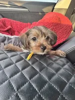 Bailey, a male Yorkshire Terrier for sale in Converse, TX – 4 of 9
