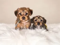 Bailey, a male Yorkshire Terrier for sale in Converse, TX – 6 of 9