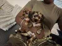Bailey, a male Yorkshire Terrier for sale in Converse, TX – 5 of 9