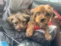 AJ, a male Yorkshire Terrier for sale in Converse, TX – 10 of 10