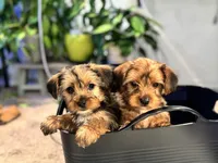 AJ, a male Yorkshire Terrier for sale in Converse, TX – 9 of 10