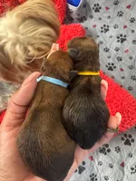 AJ, a male Yorkshire Terrier for sale in Converse, TX – 6 of 10