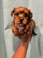AJ, a male Yorkshire Terrier for sale in Converse, TX – 3 of 10